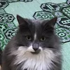 kitty_coco_scottishcat