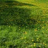 viktardovich