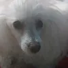 scottishcoeliacwarrior