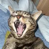 robyfres