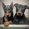 twobeaucerons