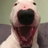 walterbaddoe