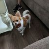 chihuahuaellie