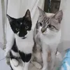 Apolinho e Frajola🐾😺