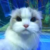 hn__26077