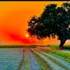ranashehroz275