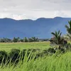 dibah205
