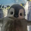 sinju_3