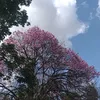 nayoliveira288