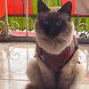 gatitosqueseadoptaronso1