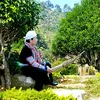 songzvangx
