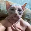 pisunchicspb
