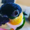 izzythecaique