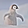 woeet