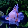 goldenfish147