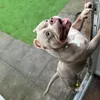 american_bully_force