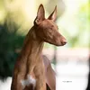 Pharaoh Hound Italia