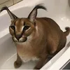 carlos_daora_
