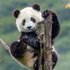 PandarificJoy