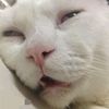 miawgmail.com2