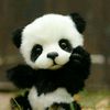 pandacutee125