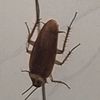 little.cockroach._
