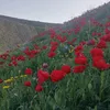 edres.shexane