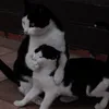 tudang_28