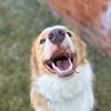 borderaussie_atlas
