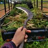 lembujowo_farm