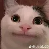 beomnnika