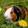 ilovemypiggiesguinea