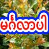 marlar796