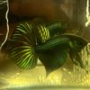 ejolwildbetta
