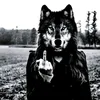 loxxqq2