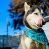 KyetheSiberian