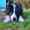 bordercollieskylie