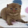 wuzexk