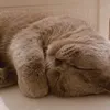 smkfkrke_