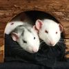 dojo.rat