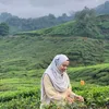 hazierahharis