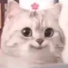 hanhthanhlichh