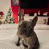 stitchie_frenchie