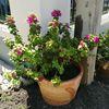 plant3060