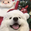 chuoibo2