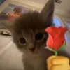 romybde