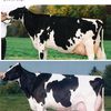 jjholsteins