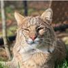 Rustic Acres Wildcat Rescue