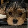 otto_dog0