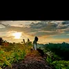 asepsunarya030